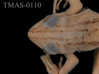Brauer's tree frog Collection Image, Figure 11, Total 13 Figures